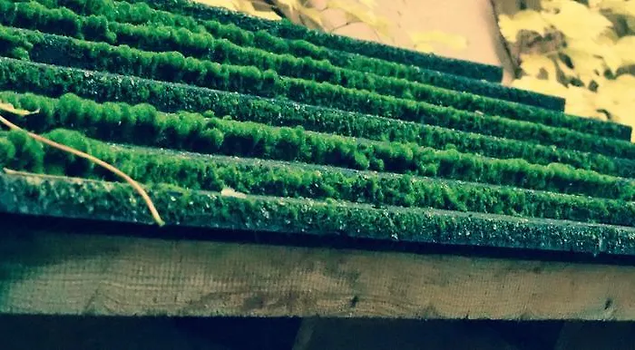 Dom Kd Kruk * Λοτζ